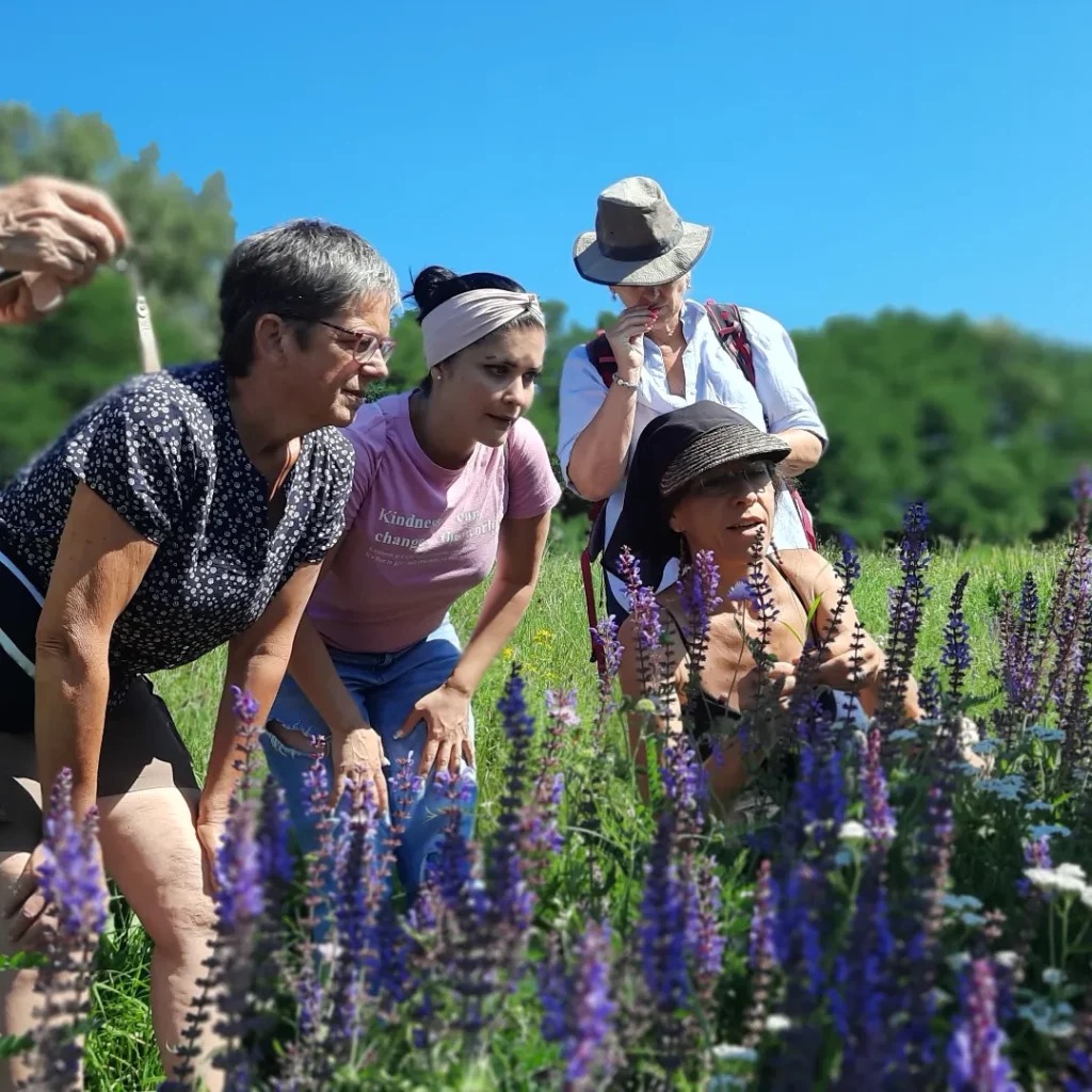 Teilnehmerinnen bestimmen gemeinsam Pflanzen auf einer Wiese